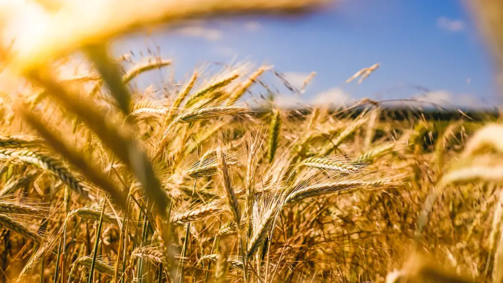 Can sea water be used for agriculture?