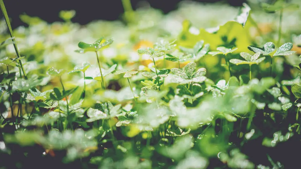 What is pest in agriculture?