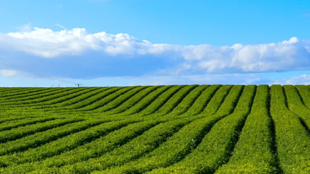 Which crops formed the basis of village agriculture in china?