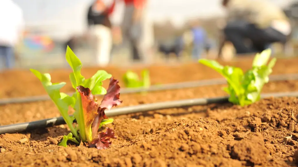 What Is A Nursery Bed In Agriculture