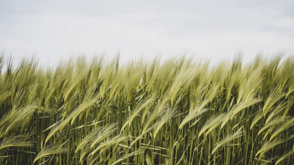 What Is Dusting In Agriculture