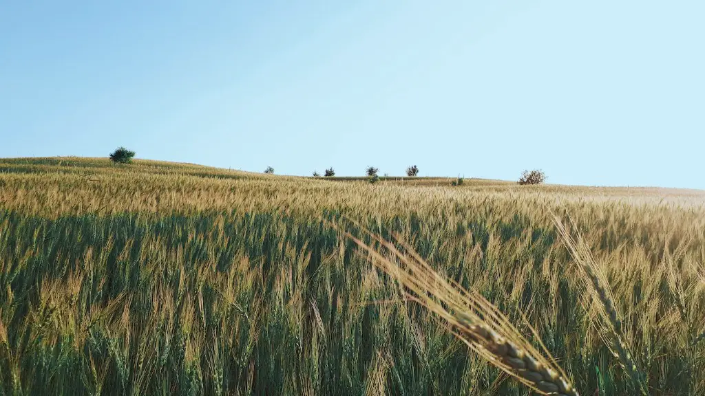 What is the agriculture in texas?