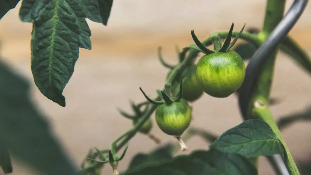 How Has Green Revolution Changed Agriculture In India