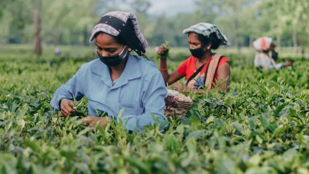 What is pest and disease control in agriculture?