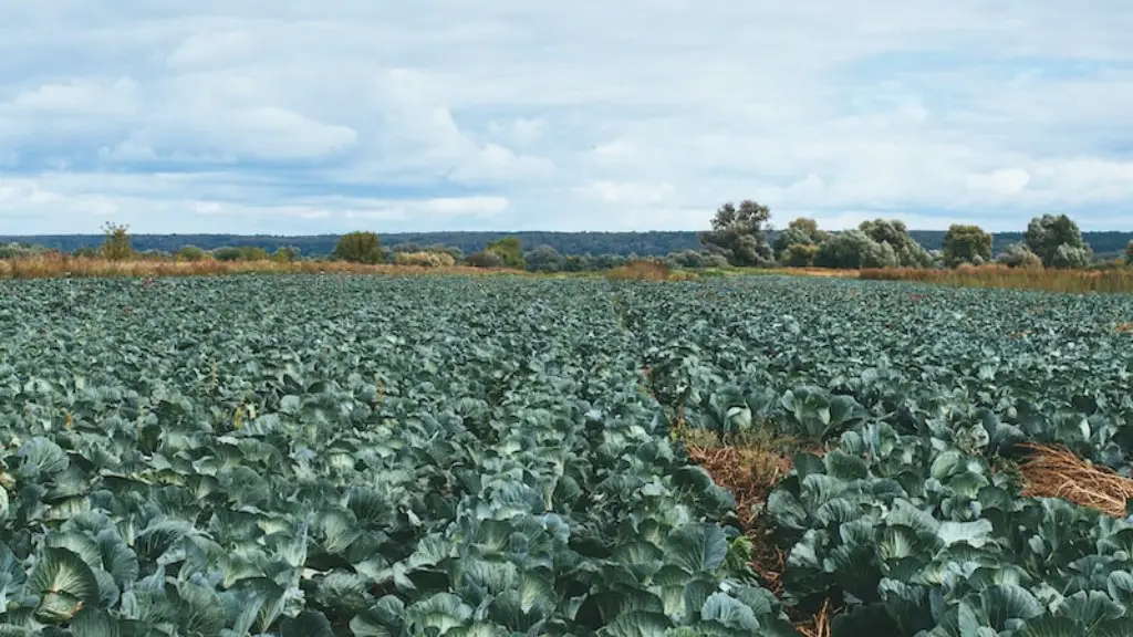 What is agriculture and where did agriculture begin?