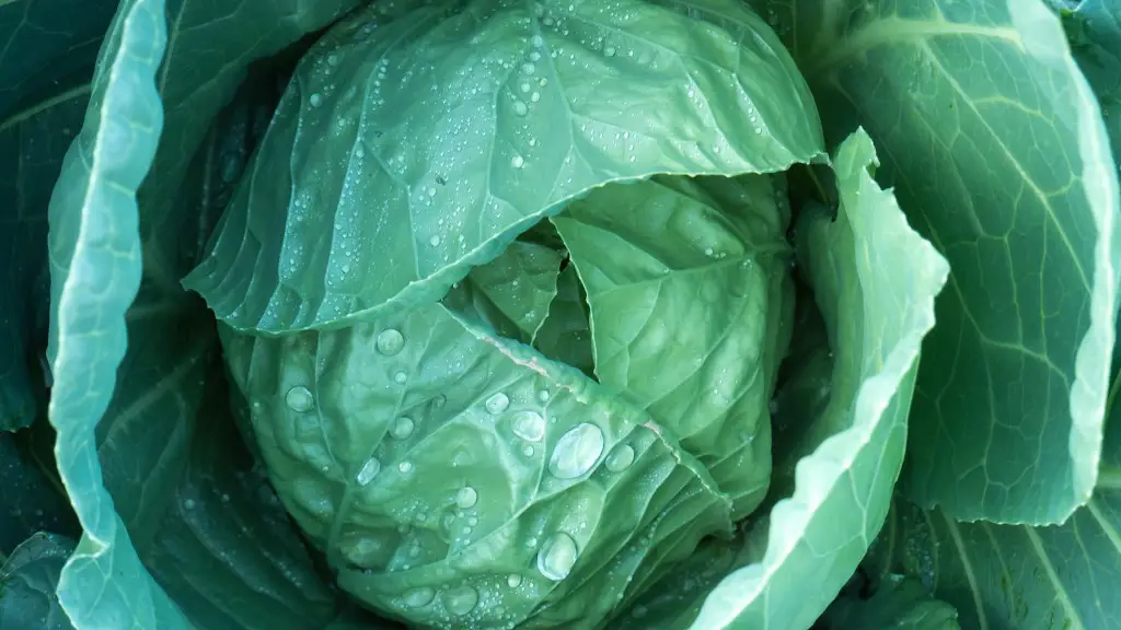 What is plant production in agriculture?