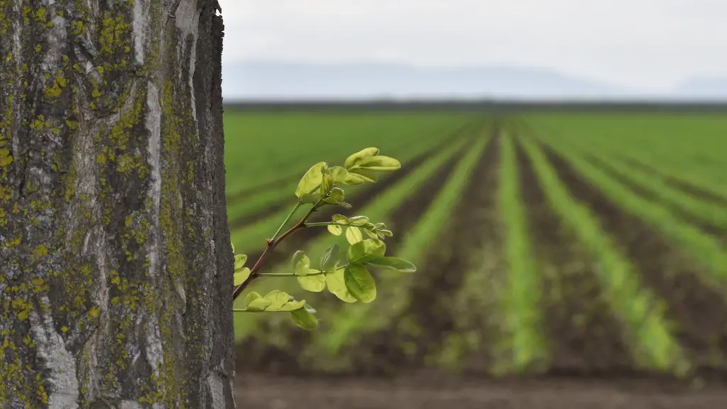 How did agriculture influence human settlement?