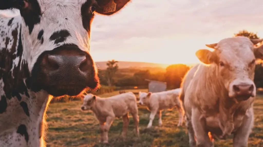 What is farrowing in agriculture?
