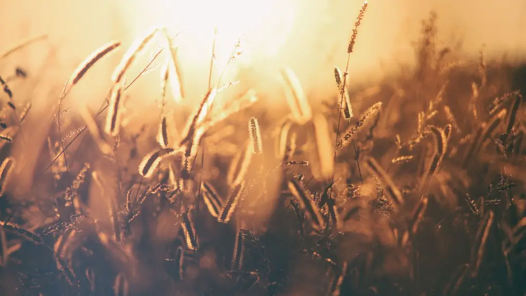 What is weeding in agriculture?