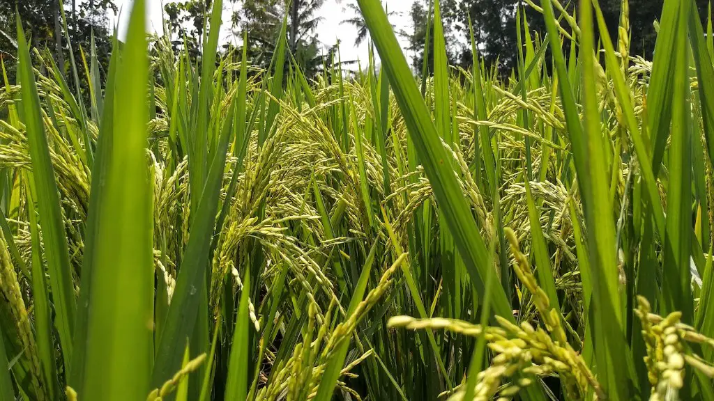 What is water management in agriculture?