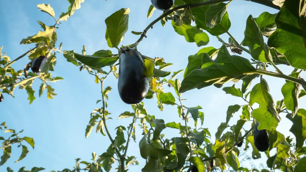 What type of agriculture is practiced in brazil?