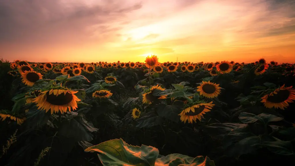 How did agriculture affect social organization in latin western/feudal europe?