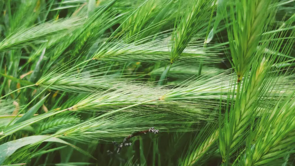 What is hawaii agriculture?