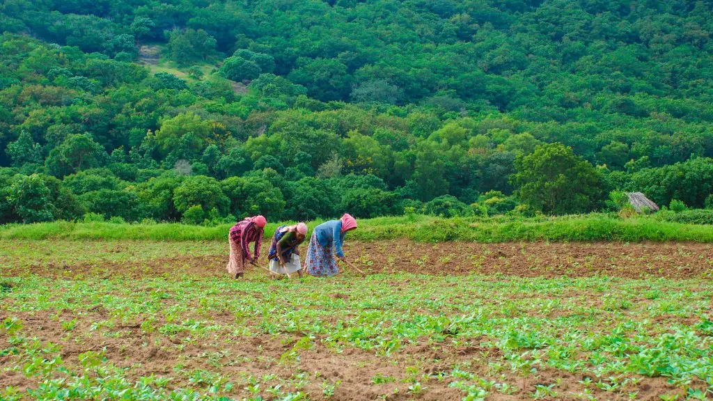 A agriculture field?