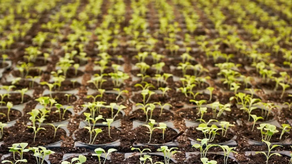 What is the agriculture in texas?